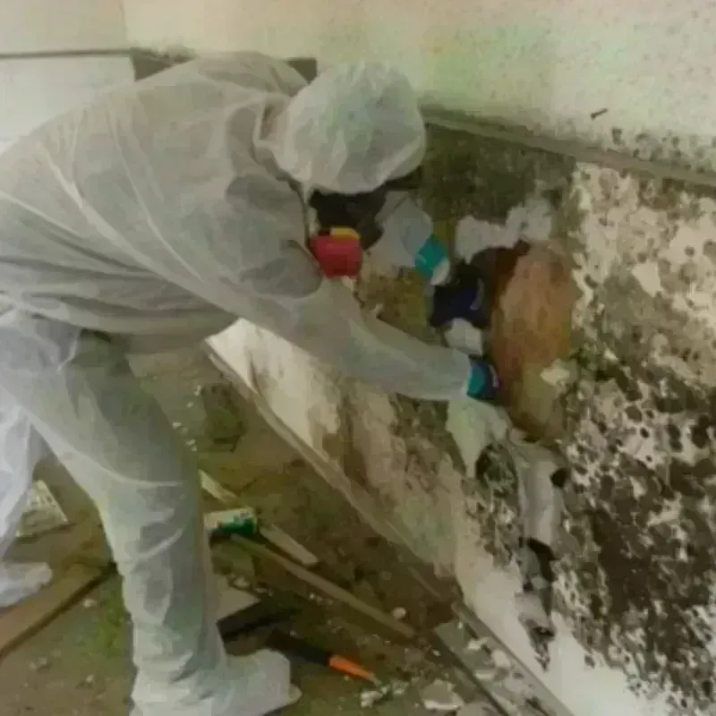 Mold Remediation and Removal in Mayflower, AR